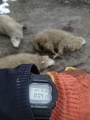 Нажмите на изображение для увеличения
Название: 1.jpg
Просмотров: 78
Размер:	190.7 Кб
ID:	3129719