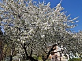 Нажмите на изображение для увеличения
Название: 23A6FDA5-5A1F-4CE3-B694-848CEB5FE586.jpg
Просмотров: 694
Размер:	897.9 Кб
ID:	3212734