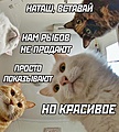 Нажмите на изображение для увеличения
Название: 9391DE9D-6607-4C4B-AD1D-AB1D20F39682.jpeg
Просмотров: 529
Размер:	148.8 Кб
ID:	3265831