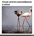 Нажмите на изображение для увеличения
Название: 675718885_.jpg.ac026b81efa7b18cd95dbff7b8494171.jpg
Просмотров: 571
Размер:	41.6 Кб
ID:	3277794