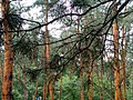 Нажмите на изображение для увеличения
Название: IMG_20210902_133718_HDR.jpg
Просмотров: 621
Размер:	748.4 Кб
ID:	3279529