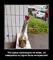 Нажмите на изображение для увеличения
Название: h-15878.jpg
Просмотров: 678
Размер:	60.2 Кб
ID:	3315733