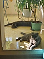 Нажмите на изображение для увеличения
Название: IMG-20210325-WA0006.jpg
Просмотров: 128
Размер:	140.3 Кб
ID:	3462990