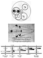 Нажмите на изображение для увеличения
Название: Ancient_Astronomical_Instruments-13.jpg
Просмотров: 85
Размер:	225.1 Кб
ID:	3502551