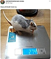 Нажмите на изображение для увеличения
Название: 57312E94-F64F-4B0A-9B9C-2FE6BB48FDA6.jpeg
Просмотров: 428
Размер:	59.6 Кб
ID:	3506565