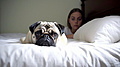Нажмите на изображение для увеличения
Название: pngtree-image-of-a-woman-and-pug-dog-in-bed-image_2922072.jpg
Просмотров: 335
Размер:	41.0 Кб
ID:	3618100
