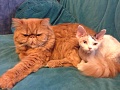 Нажмите на изображение для увеличения
Название: IMG_1935.jpg
Просмотров: 260
Размер:	368.9 Кб
ID:	381848
