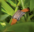 Нажмите на изображение для увеличения
Название: Alacria-Diva-Bamboo.jpg
Просмотров: 858
Размер:	274.4 Кб
ID:	388723