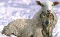 Нажмите на изображение для увеличения
Название: sekta.jpg
Просмотров: 90
Размер:	29.2 Кб
ID:	397769