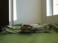 Нажмите на изображение для увеличения
Название: DSC01004.jpg
Просмотров: 91
Размер:	207.4 Кб
ID:	584099