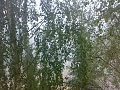 Нажмите на изображение для увеличения
Название: 06082010515.jpg
Просмотров: 33
Размер:	691.8 Кб
ID:	60294
