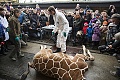 Нажмите на изображение для увеличения
Название: жираф.jpg
Просмотров: 49
Размер:	298.1 Кб
ID:	633494