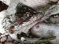 Нажмите на изображение для увеличения
Название: IMAGE00653.jpg
Просмотров: 124
Размер:	474.4 Кб
ID:	742952
