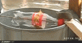 Нажмите на изображение для увеличения
Название: 4803101_original.gif
Просмотров: 450
Размер:	2.04 Мб
ID:	781771