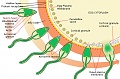 Нажмите на изображение для увеличения
Название: fertilization_watch3.jpg
Просмотров: 405
Размер:	98.1 Кб
ID:	79839