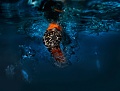 Нажмите на изображение для увеличения
Название: Oris Aquis Date Orange 1.jpg
Просмотров: 275
Размер:	127.8 Кб
ID:	820775