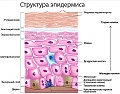 Нажмите на изображение для увеличения
Название: шкура.jpg
Просмотров: 116
Размер:	102.1 Кб
ID:	880834