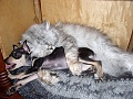 Нажмите на изображение для увеличения
Название: image (13).jpg
Просмотров: 336
Размер:	92.6 Кб
ID:	887383