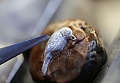 Нажмите на изображение для увеличения
Название: J031033204_THE-BIRD-REPEATER_ATELIER-D'ART_JAQUET-DROZ_650.jpg
Просмотров: 411
Размер:	174.9 Кб
ID:	901437