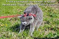 Нажмите на изображение для увеличения
Название: kotomatritsa_W.jpg
Просмотров: 374
Размер:	103.1 Кб
ID:	922103