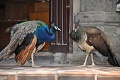 Нажмите на изображение для увеличения
Название: Бали 2011 180.jpg
Просмотров: 105
Размер:	390.7 Кб
ID:	94723