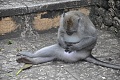 Нажмите на изображение для увеличения
Название: Бали 2011 1250.jpg
Просмотров: 125
Размер:	507.9 Кб
ID:	94734