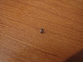 Нажмите на изображение для увеличения
Название: IMG_5509.JPG
Просмотров: 173
Размер:	81.6 Кб
ID:	99228