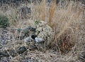 Нажмите на изображение для увеличения
Название: military_camouflage_23.jpg
Просмотров: 292
Размер:	105.9 Кб
ID:	237564