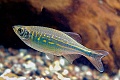 Нажмите на изображение для увеличения
Название: danio-devario.jpg
Просмотров: 201
Размер:	62.8 Кб
ID:	281239