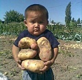 Нажмите на изображение для увеличения
Название: potato boy.jpeg
Просмотров: 269
Размер:	65.5 Кб
ID:	1229195