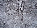 Нажмите на изображение для увеличения
Название: Снежное дерево.jpg
Просмотров: 53
Размер:	1.43 Мб
ID:	204606