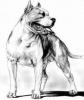 Аватар для Amstaff